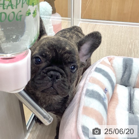 フレンチ・ブルドッグの写真