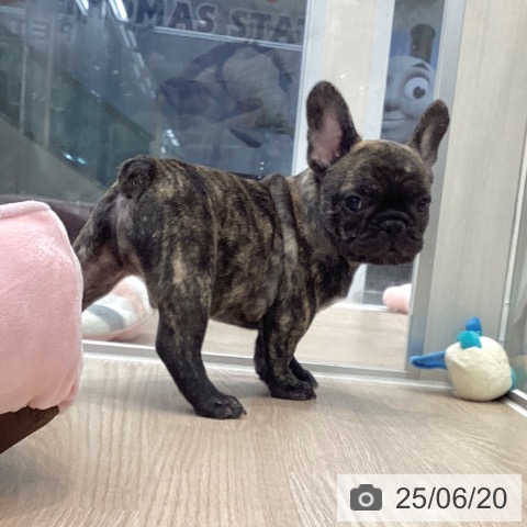 フレンチ・ブルドッグの写真