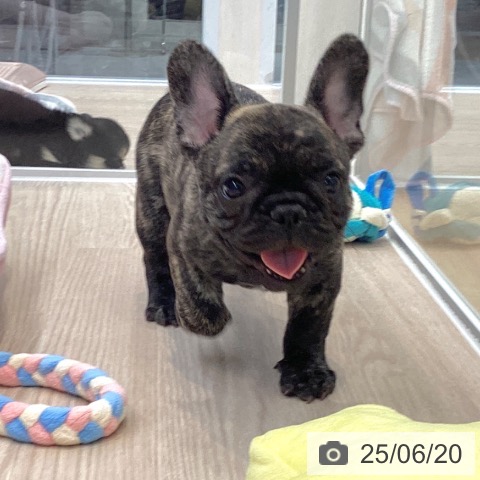 フレンチ・ブルドッグの写真