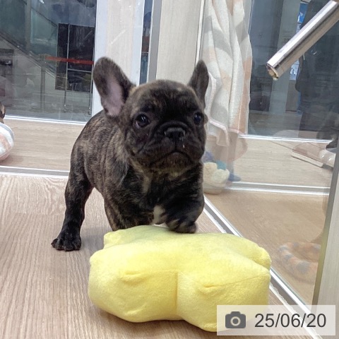 フレンチ・ブルドッグの写真