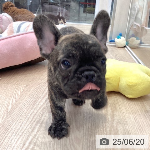 フレンチ・ブルドッグの写真