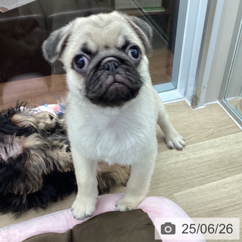 パグの写真