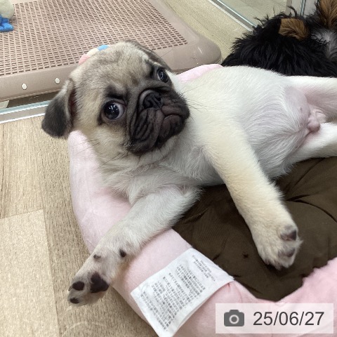 パグの写真