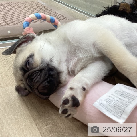 パグの写真