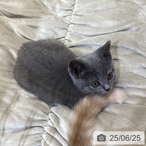 ブリティッシュショートヘアの写真
