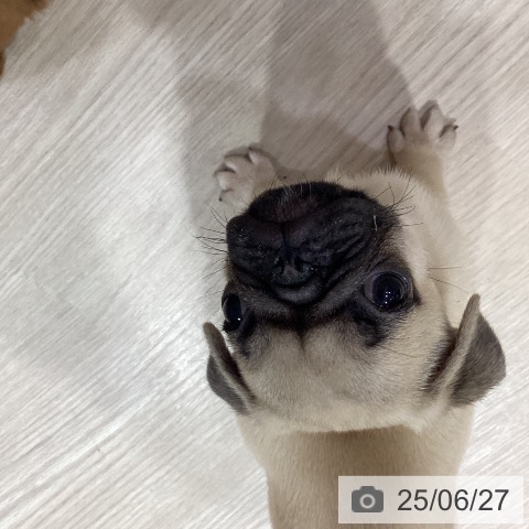 パグの写真