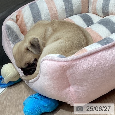 パグの写真