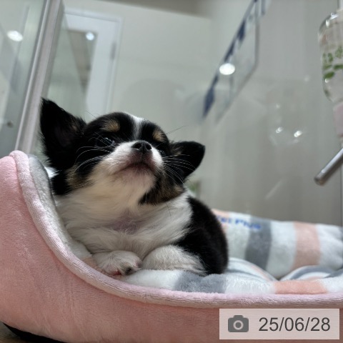 チワワの写真