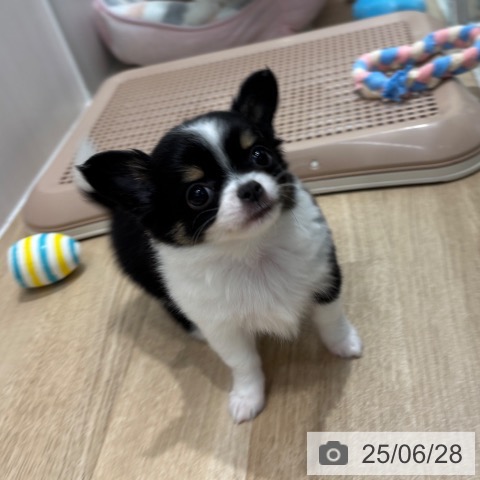 チワワの写真