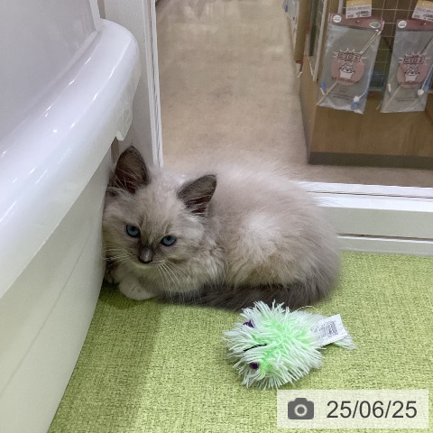 ラグドールの写真