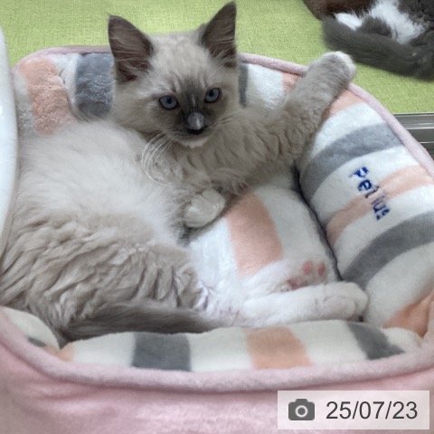 ラグドールの写真