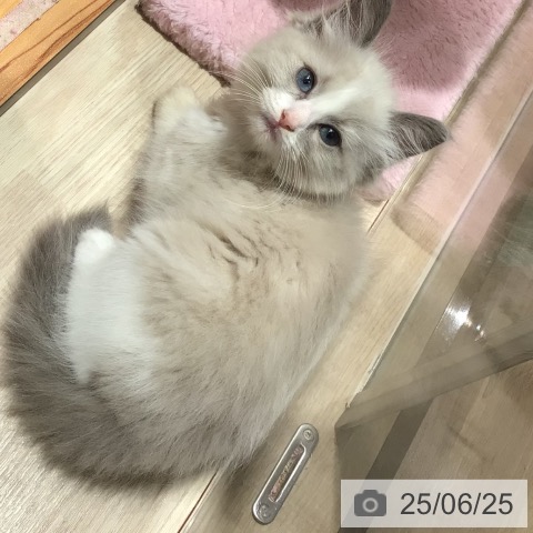 ラグドールの写真