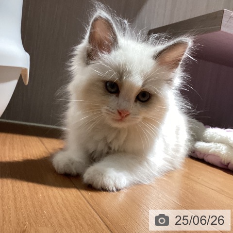 ラグドールの写真