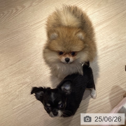 ポメラニアンの写真