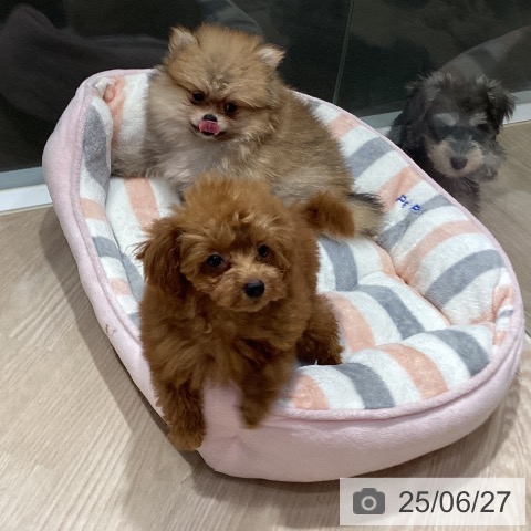 ポメラニアンの写真