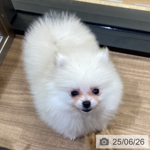 ポメラニアンの写真