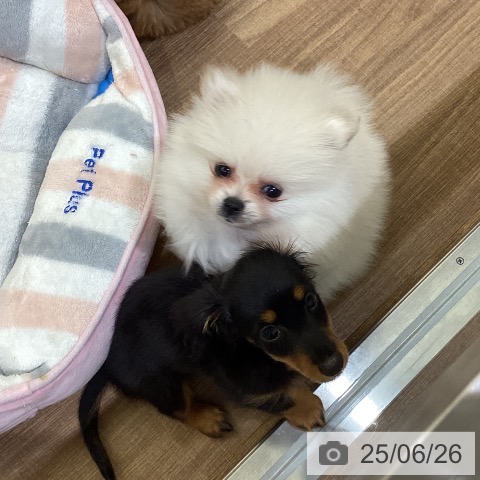 ポメラニアンの写真