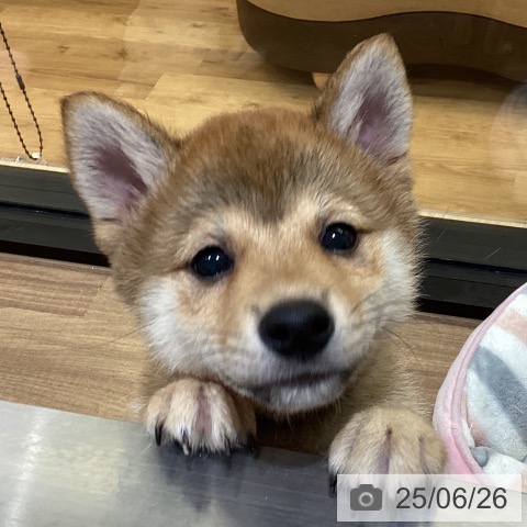 柴の写真