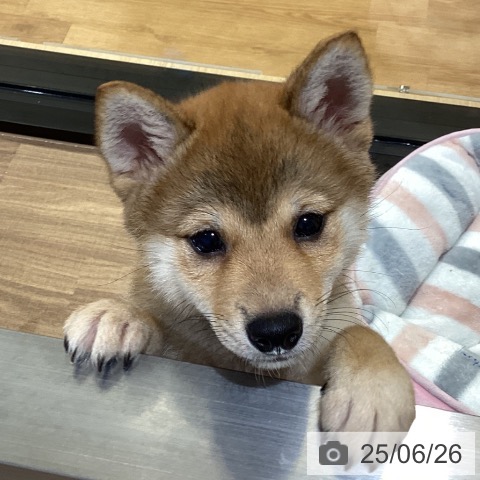 柴の写真