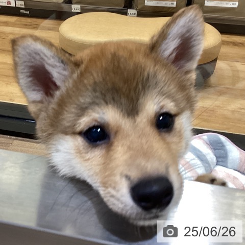 柴の写真