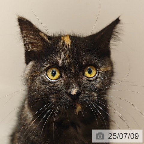 アメリカンショートヘアの写真