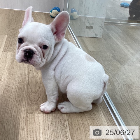 フレンチ・ブルドッグの写真
