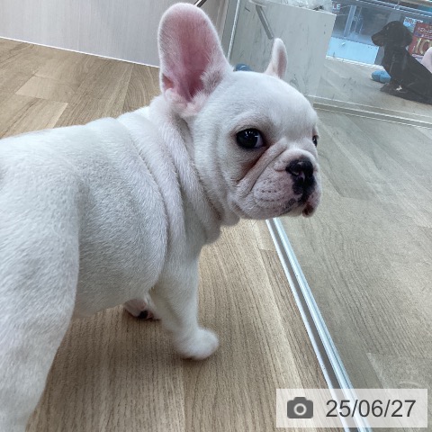 フレンチ・ブルドッグの写真