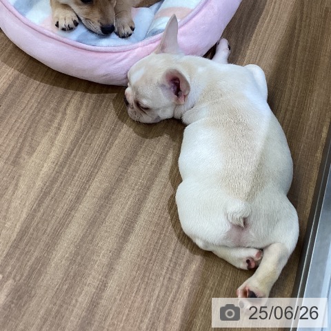フレンチ・ブルドッグの写真