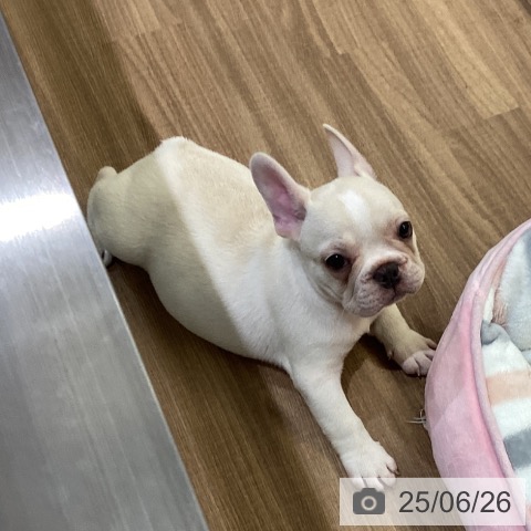 フレンチ・ブルドッグの写真