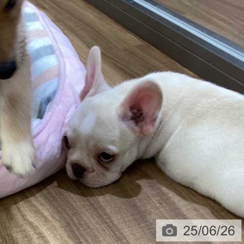 フレンチ・ブルドッグの写真