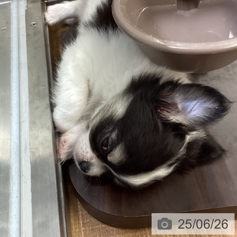 チワワの写真