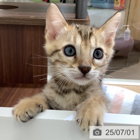 ベンガルの写真