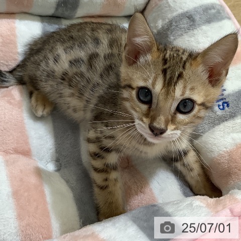 ベンガルの写真