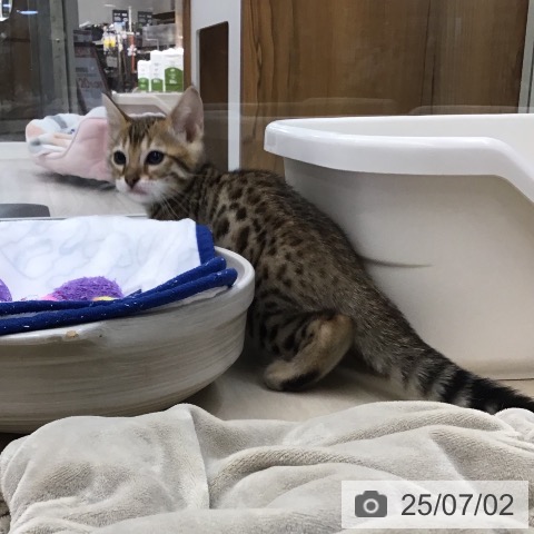 ベンガルの写真