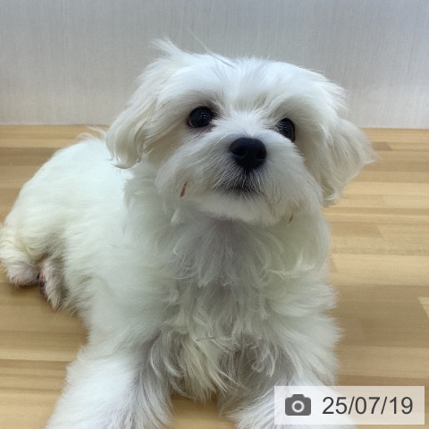 マルチーズの写真
