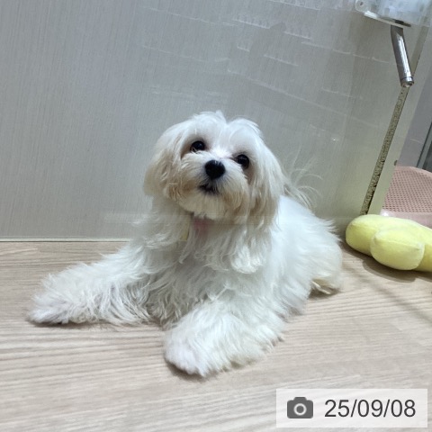 マルチーズの写真