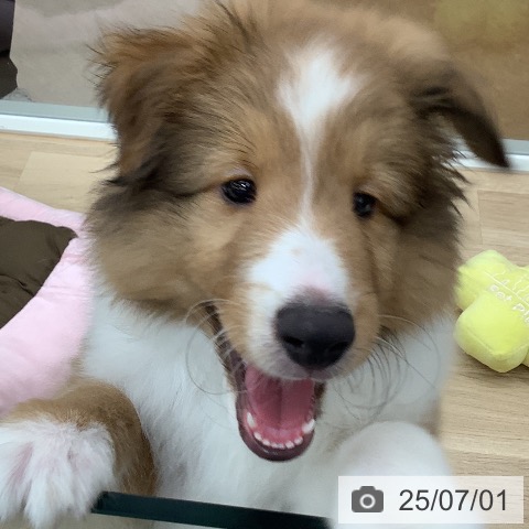 シェットランド・シープドッグの写真