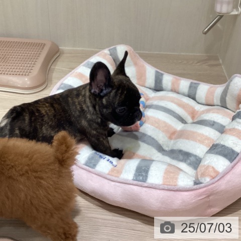 フレンチ・ブルドッグの写真