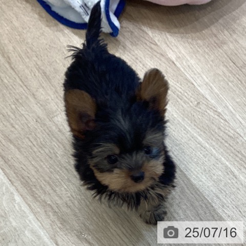 ヨークシャー・テリアの写真