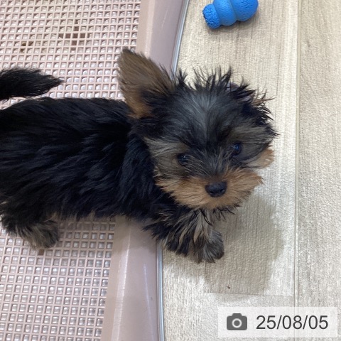 ヨークシャー・テリアの写真