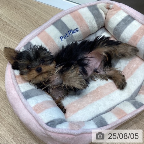 ヨークシャー・テリアの写真