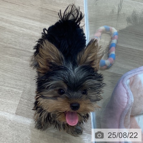 ヨークシャー・テリアの写真