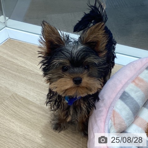 ヨークシャー・テリアの写真