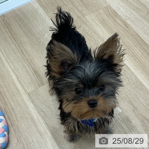 ヨークシャー・テリアの写真