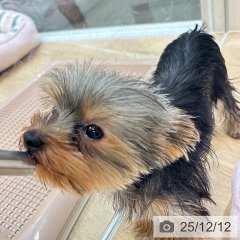 ヨークシャー・テリアの写真