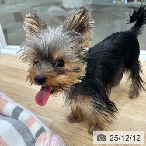 ヨークシャー・テリアの写真