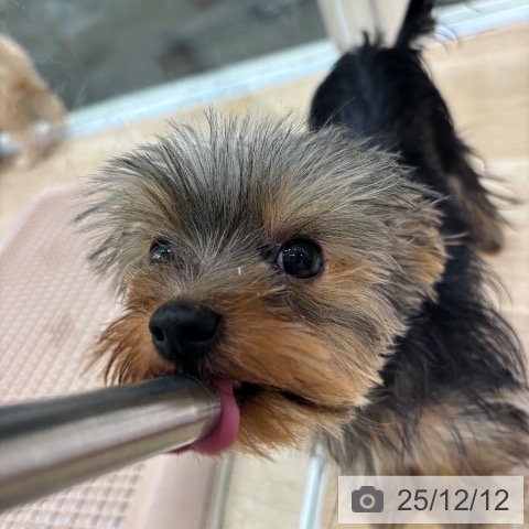 ヨークシャー・テリアの写真