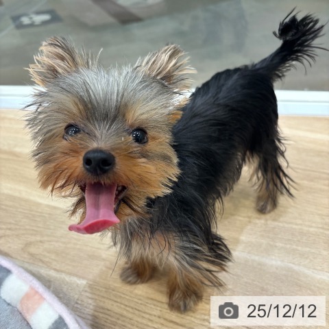 ヨークシャー・テリアの写真