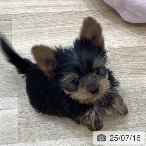 ヨークシャー・テリアの写真