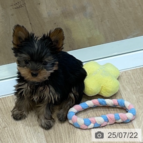 ヨークシャー・テリアの写真